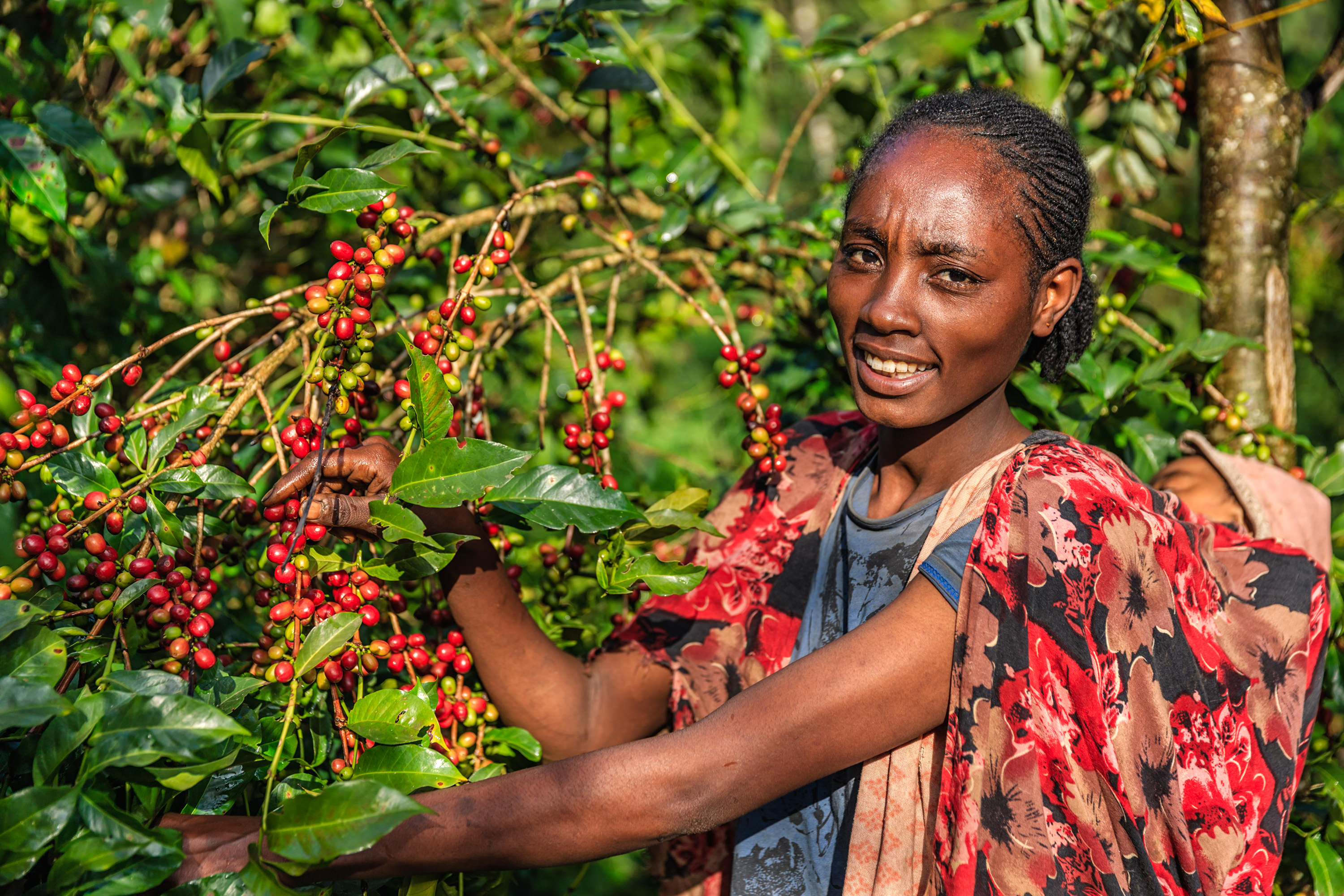 Fairtrade, Labour Markets and Women’s Economic Empowerment in Ethiopia